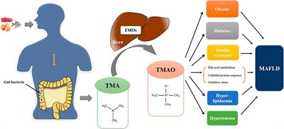 Trimethylamine-N-Oxide Pathway: A Potential Target for the Treatment of MAFLD